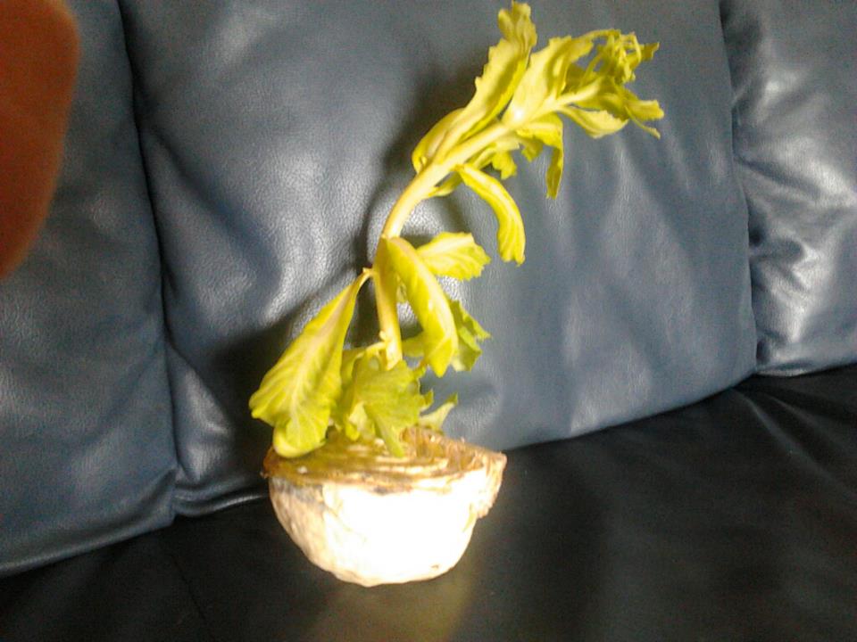 cabbage plant